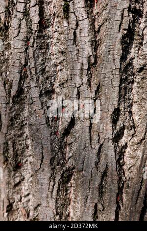 Acarien d'araignée rouge sur un tronc d'arbre Banque D'Images