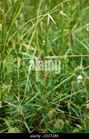 Inflorescence rose de Trifolium angustifolium Banque D'Images
