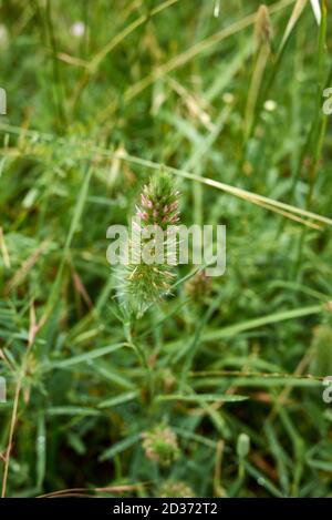 Inflorescence rose de Trifolium angustifolium Banque D'Images