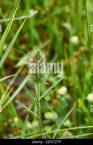 Inflorescence rose de Trifolium angustifolium Banque D'Images