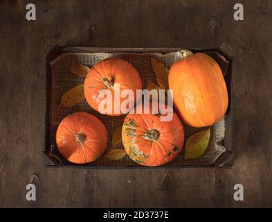 citrouilles d'orange mûres dans une boîte en bois sur une sombre arrière-plan Banque D'Images