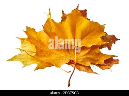 Feuilles d'érable multicolores sèches isolées sur fond blanc. Arrière-plan de l'automne Banque D'Images