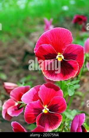 Première fleur au printemps dans le jardin Banque D'Images