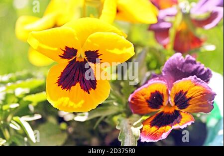 Première fleur du printemps à pansy dans le jardin Banque D'Images