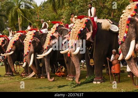 Éléphants décorés debout pour parade dans le festival du temple à Kerala Inde. Fête hindoue indienne pooram Banque D'Images