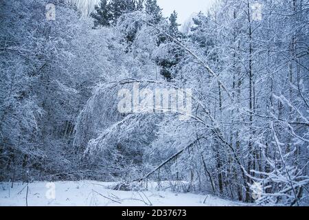 Paysage d'hiver. La surface du champ de neige et la forêt en journée ensoleillée. Banque D'Images