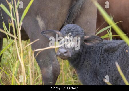Jeune veau avec mère - buffle d'eau . Village d'Orlovka, Reni raion, Odessa oblast, Ukraine, Europe de l'est Banque D'Images