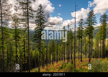 Stand de Larch Trees sur Moon Pass. Wallace, Idaho. Banque D'Images