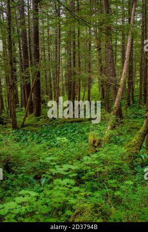 Scène forestière à Idaho Inlet sur l'île Chichagof, forêt nationale de Tongass, Alaska, États-Unis. Banque D'Images