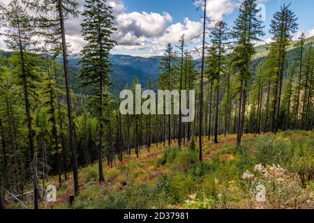 Stand de Larch Trees sur Moon Pass. Wallace, Idaho. Banque D'Images