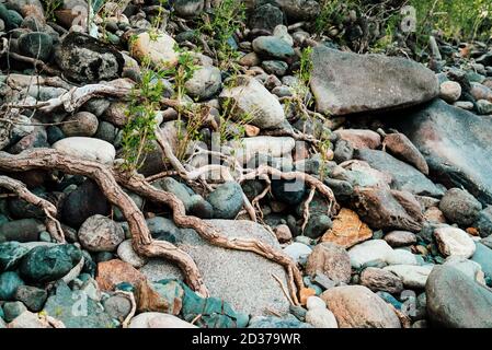 De petits pousses vertes d'arbre poussent à partir de racines. Nature fond ensoleillé de belles racines d'arbre à feuilles caduques sur la rive rocailleuse. L'arbre pousse sur de la pile de pierre Banque D'Images