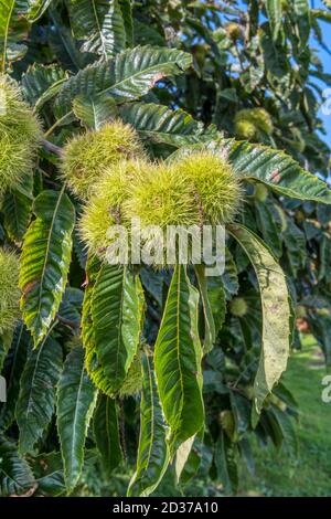 Châtaignier sucré, Castanea sativa, avec des cupules piquantes contenant les graines comestibles ou le châtaignier. Banque D'Images