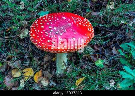 Survoler des champignons agariques, Amanita muscaria, poussant en bruyère à la réserve naturelle nationale de Dersingham Bog, Norfolk. Banque D'Images