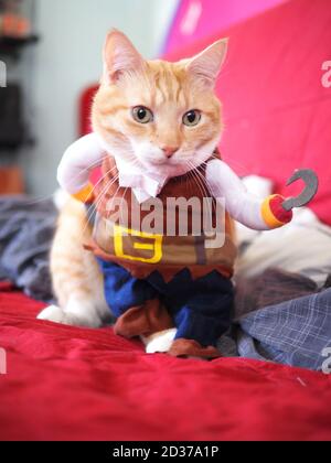 Capitaine crochet, Mika, le tabby orange Banque D'Images