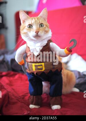 Capitaine crochet, Mika, le tabby orange Banque D'Images