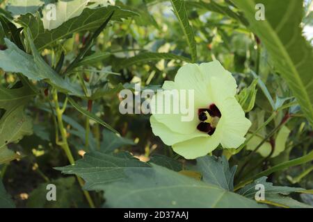 Okra ou les doigts de Dame (Abelmoschus esculentus, Hibiscus esculentus), en fleur Banque D'Images