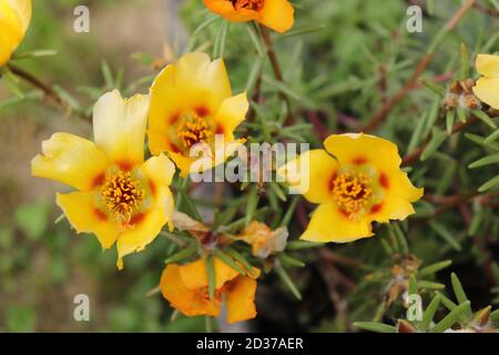 Magnifique jaune fleurs de Portulaca fleur lat. Les Portulacaceae Banque D'Images