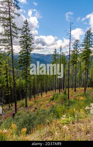 Stand de Larch Trees sur Moon Pass. Wallace, Idaho. Banque D'Images