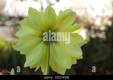 Dahlia de couleur jaune depuis le dos Banque D'Images