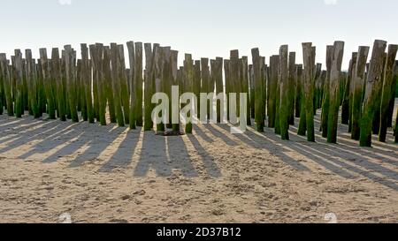 Poteaux en bois pour la culture des moules de bouchot sur la plage de Wissant. Banque D'Images