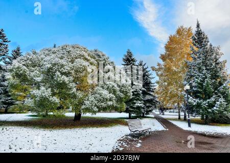 Première chute de neige dans le parc de la ville d'automne coloré. Blanc neige moelleuse couverte d'or, arbres verts et buissons feuillage, aiguilles de fermes, banc. Changement d'assaisonnement Banque D'Images