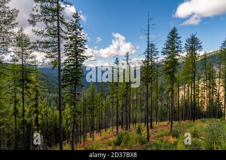 Stand de Larch Trees sur Moon Pass. Wallace, Idaho. Banque D'Images