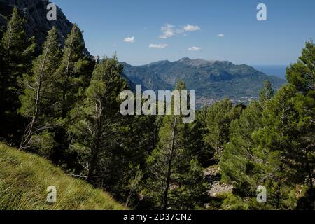 pinar y Puig del Teix, desde Coma de n'Arbona, término municipal de Fornalutx, paraje naturel de la Sierra de Tramuntana, Majorque, Iles baléares, Banque D'Images