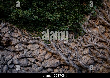 Coma de n'Arbona, Casas de Nieve o cases de Neu, término municipal de Fornalutx, paraje naturel de la Sierra de Tramuntana, Majorque, îles baléares Banque D'Images