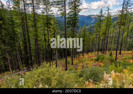 Stand de Larch Trees sur Moon Pass. Wallace, Idaho. Banque D'Images