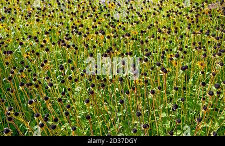 Lit de fleurs avec fleurs de Rudbeckias avec tête en forme de cône noir Banque D'Images