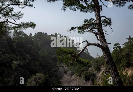 Collines verdoyantes couvertes de forêt, le temps d'une brillante journée d'été ensoleillée dans les montagnes du centre de Chypre. Banque D'Images