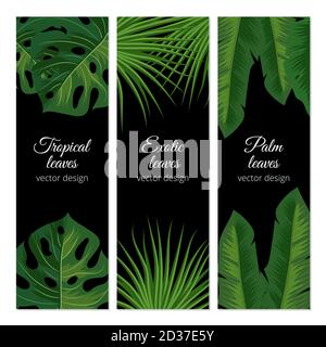 Ensemble de modèles de bannières vectorielles feuilles exotiques tropicales Illustration de Vecteur