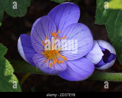 Gros plan, gros plan, en plein air. Crocus speciosus, crocus de Bieberstein Banque D'Images