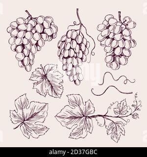 Raisin tiré à la main. Collection de croquis vectoriels de vigne et de branches de feuilles de vigne vintage Illustration de Vecteur