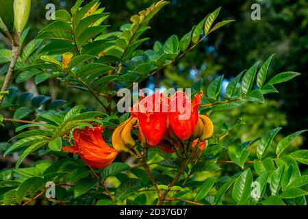 Gros plan de tulipe africaine près de Princeville sur l'île de Kauai, Hawaï, États-Unis. Banque D'Images