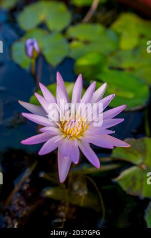 Fleur de nénuphars sur l'île de Kauai, Hawaï, États-Unis. Banque D'Images