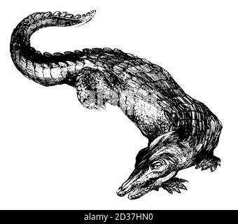 gravure du xixe siècle d'un crocodile (isolé sur blanc). Publié dans Systematischer Bilder-Atlas zum conversations-Lexikon, Ikonographische Encyklo Banque D'Images