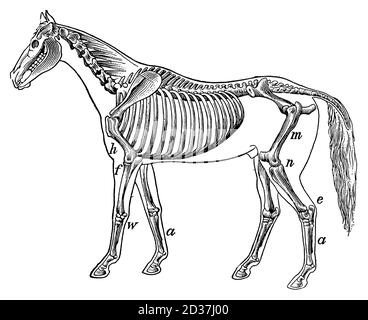 Illustration vintage d'un squelette de cheval (isolé sur blanc). Publié dans Systematischer Bilder-Atlas zum conversations-Lexikon, Ikonographische Ency Banque D'Images