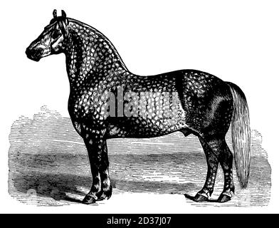 Illustration classique d'un cheval de Percheron (isolé sur blanc). Publié dans Systematischer Bilder-Atlas zum conversations-Lexikon, Ikonographische Enc Banque D'Images