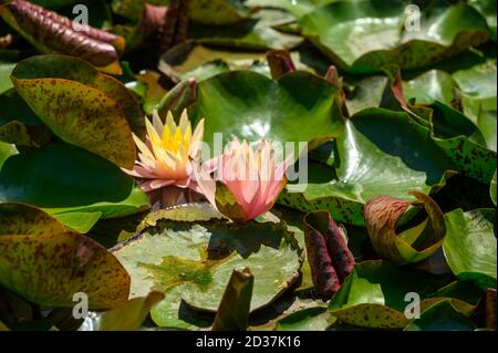 Nénuphars rouges AKA Nymphaea alba F. rosea dans un lac Banque D'Images