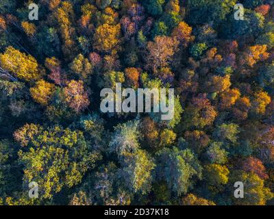 Vue sur les hauts d'arbres colorés, Lituanie Banque D'Images