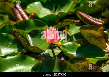 Nénuphars rouges AKA Nymphaea alba F. rosea dans un lac Banque D'Images