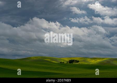 Champs de blé et champ de canola dans le comté de Whitman dans la Palouse près de Pullman, État de Washington, États-Unis avec ciel sombre et couvert de tempête. Banque D'Images