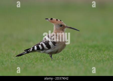 Nourrir Hoopoe sur le terrain de cricket de Collingham Banque D'Images