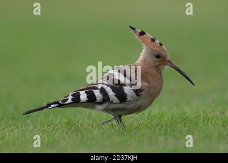 Nourrir Hoopoe sur le terrain de cricket de Collingham Banque D'Images