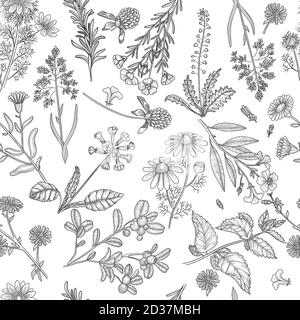 Motif herbes. Plantes médicales fleurs et herbes nature extraits vecteur fond sans couture Illustration de Vecteur