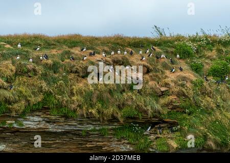 Les macareux de l'Atlantique (Fratercula arctica) nichent dans la falaise d'une île aux oiseaux du golfe du Saint-Laurent, près de l'île du Cap-Breton, Nouvelle-Écosse, Canada. Banque D'Images