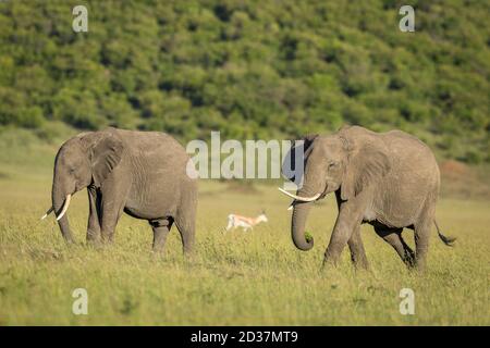 Deux éléphants broutant dans les plaines du delta d'Okavango Botswana Banque D'Images