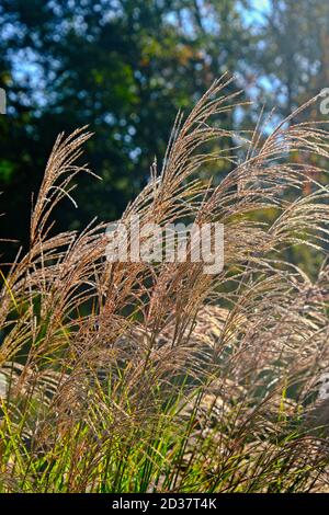 Herbe de pampas glacée Banque D'Images