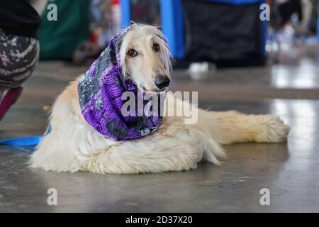 Chien borzoï russe blanc avec foulard violet autour du cou, posé sur le sol en pierre dans le hall, en attendant le concours d'exposition de chiens Banque D'Images